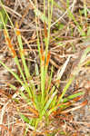 Bog yelloweyed grass